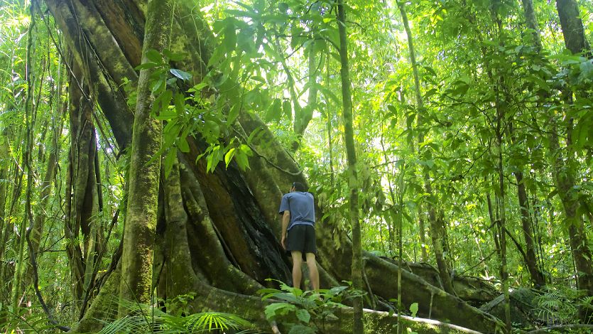 Standing Under the Curtain Fig Tree near Daintree Rainforest Visitors standing under the massive Curtain Fig Tree in the tropical rainforest of North Queensland